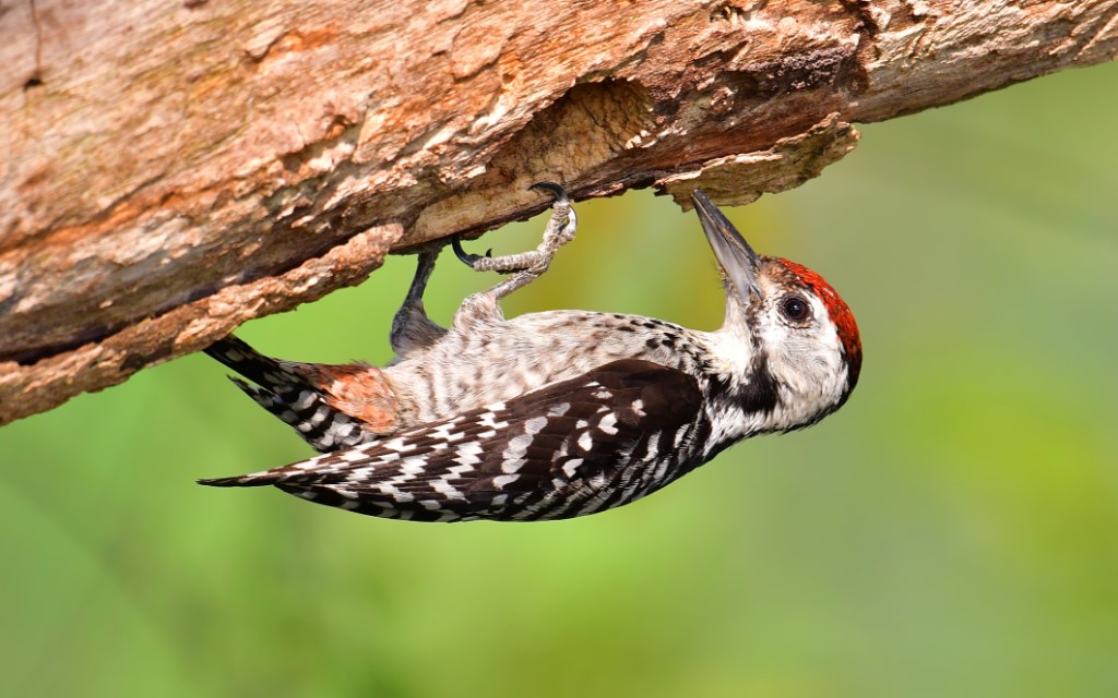 Tree-clinging Birds